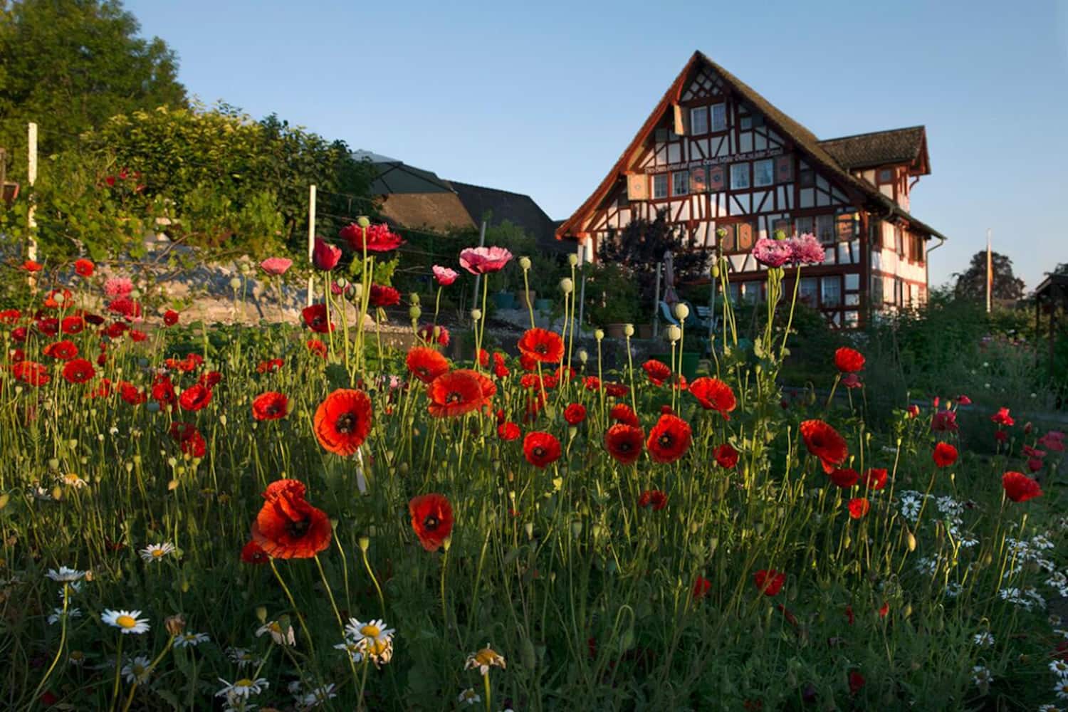 Wo das Herz aufblüht Landliebe