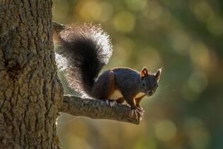 Rotes Eichhörnchen auf einem Ast