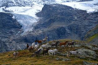 Pferdeherde am Cambrena-Gletschers oberhalb des Lago Bianco und des Lago Nero