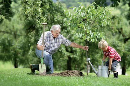Alter Mann und kleiner Junge pflanzen einen Baum