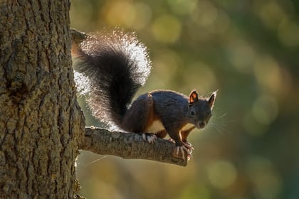 Rotes Eichhörnchen auf einem Ast