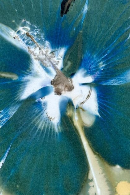 Nass-Cyanotypien gestalten