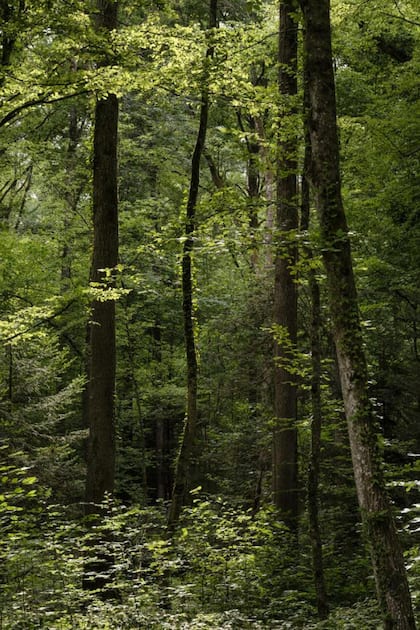 Magische Waldmomente