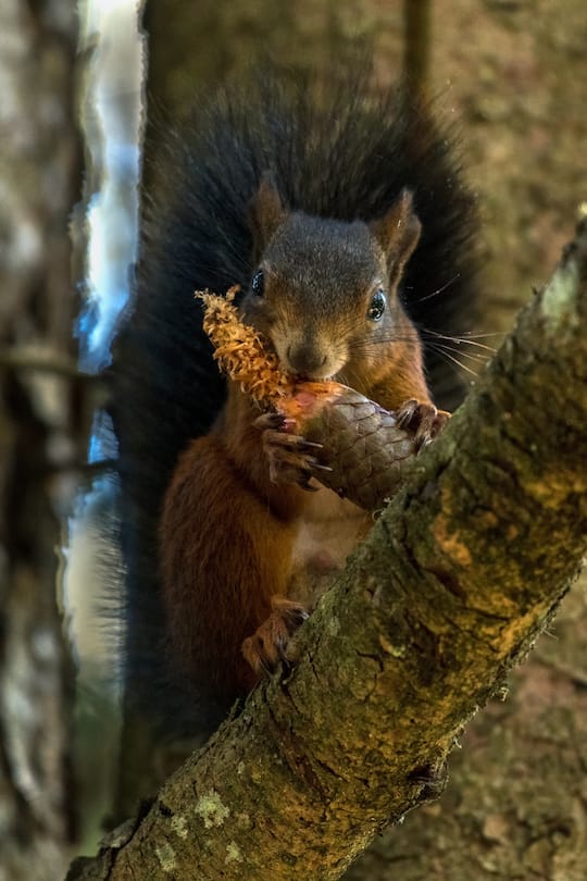 Rotes Eichhörnchen nagt an Tannzapfen