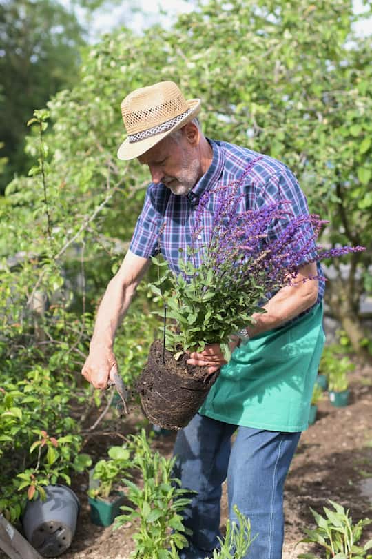 Peter Lippus topft die Pflanzen aus und reisst die Wuezelballen auf