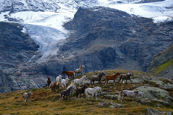 Pferdeherde am Cambrena-Gletschers oberhalb des Lago Bianco und des Lago Nero