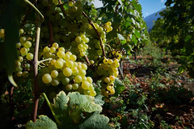 Chasselas Rebsorte, grüne Trauben