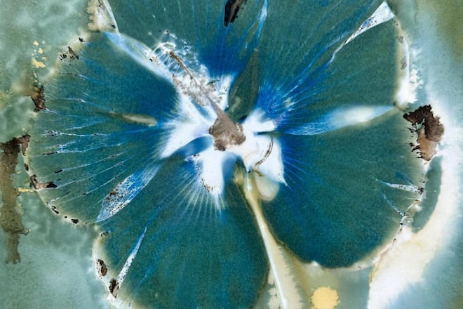 Nass-Cyanotypien gestalten